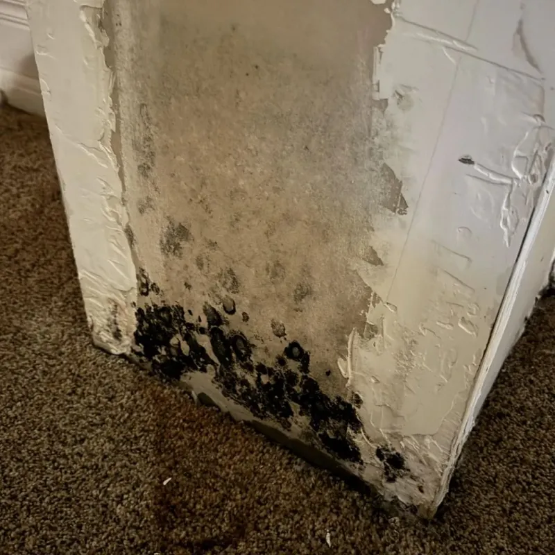 Professional Mold Removal in West Carson, CA